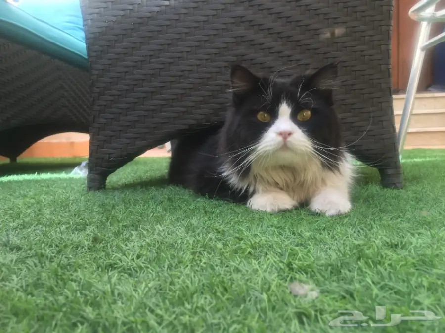 ( قطو - قط ) للبيع ذكر هاادي مرح  (image 1)