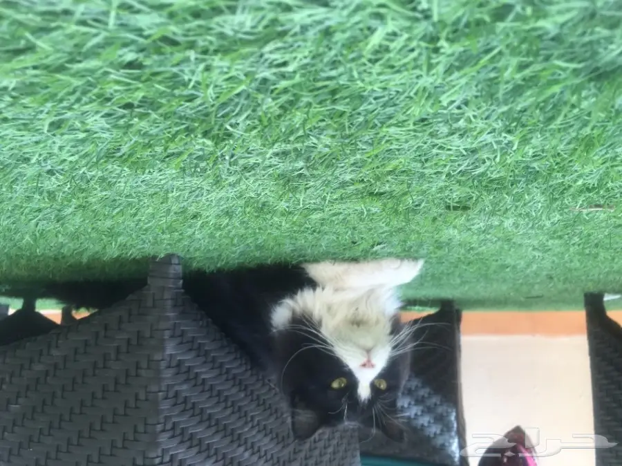 ( قطو - قط ) للبيع ذكر هاادي مرح  (image 2)