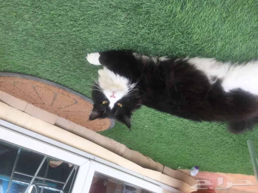 ( قطو - قط ) للبيع ذكر هاادي مرح  (image 3)
