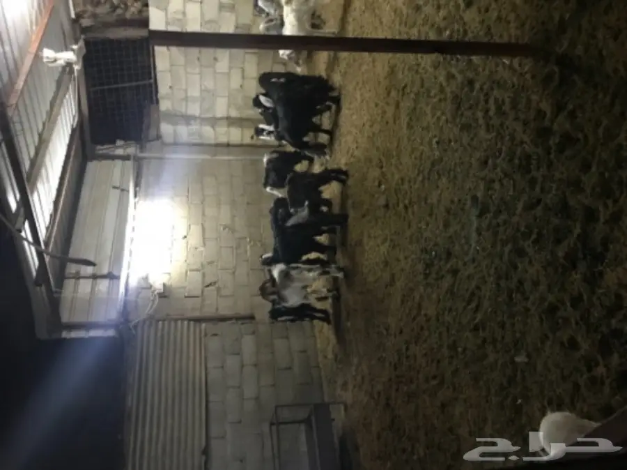 تيوس لبانية وتيوس منادي من - 4 اشهر  