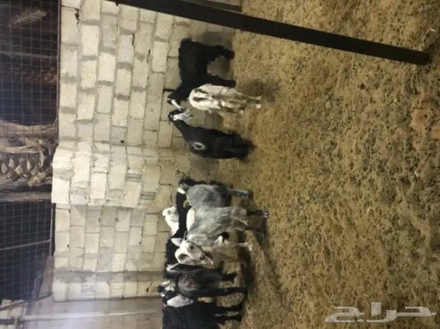 تيوس لبانية وتيوس منادي من - 4 اشهر   (image 1)