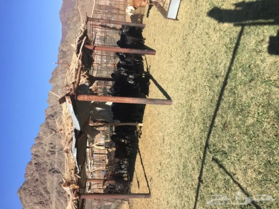 معزا مع اعيلها 