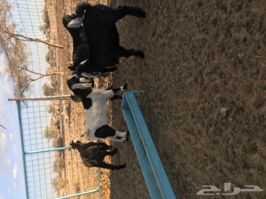 جفار للبيع - فرصة ذهبية! (image 1)