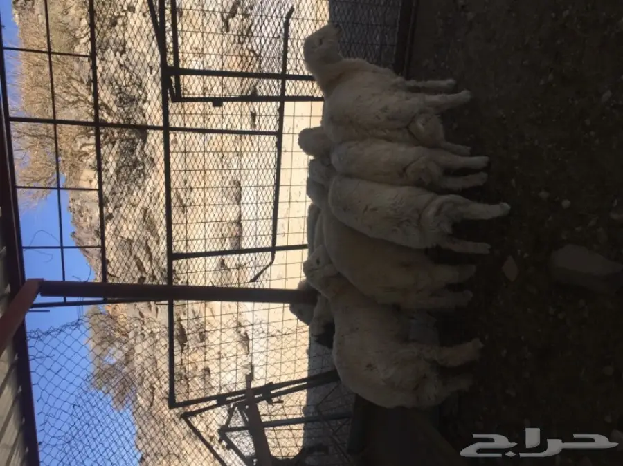 طليان للبيع نظيفه