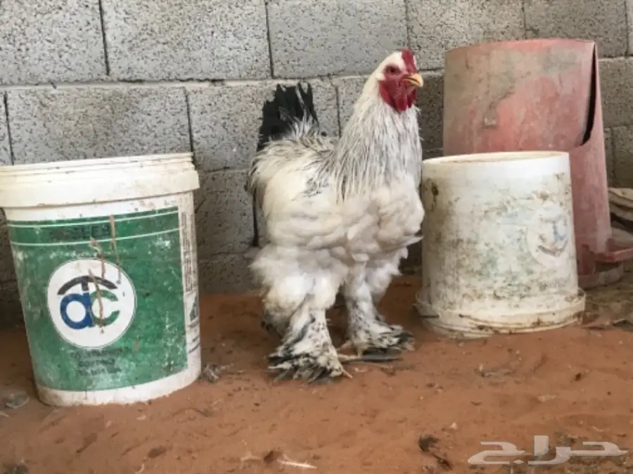 مشروع براهما للبيع