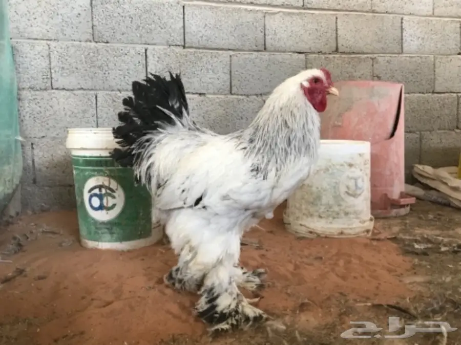 مشروع براهما للبيع (image 1)