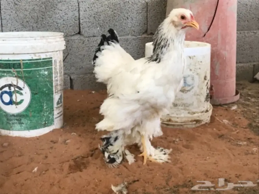 مشروع براهما للبيع (image 2)