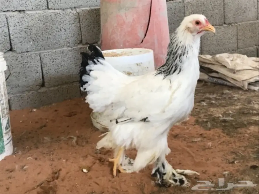 مشروع براهما للبيع (image 3)