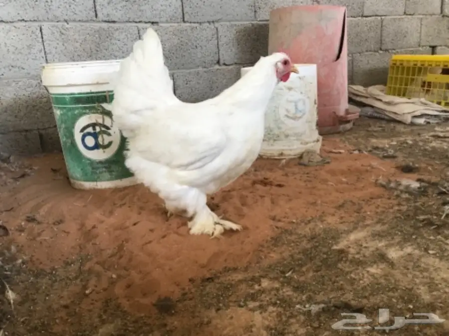 مشروع براهما للبيع (image 7)