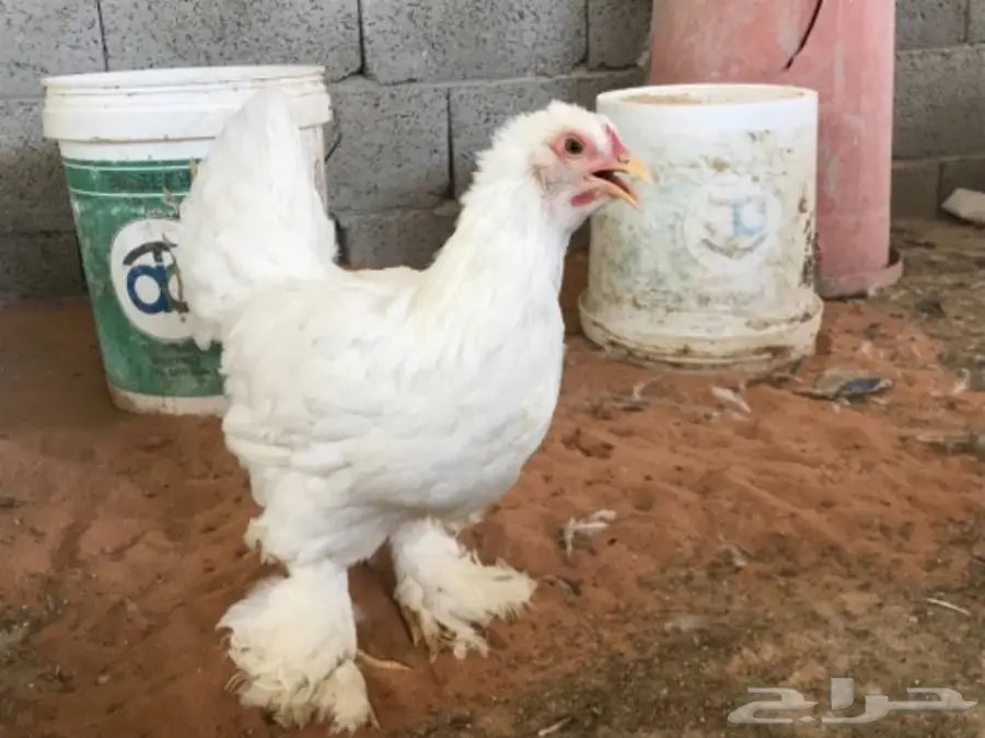 مشروع براهما للبيع (image 8)