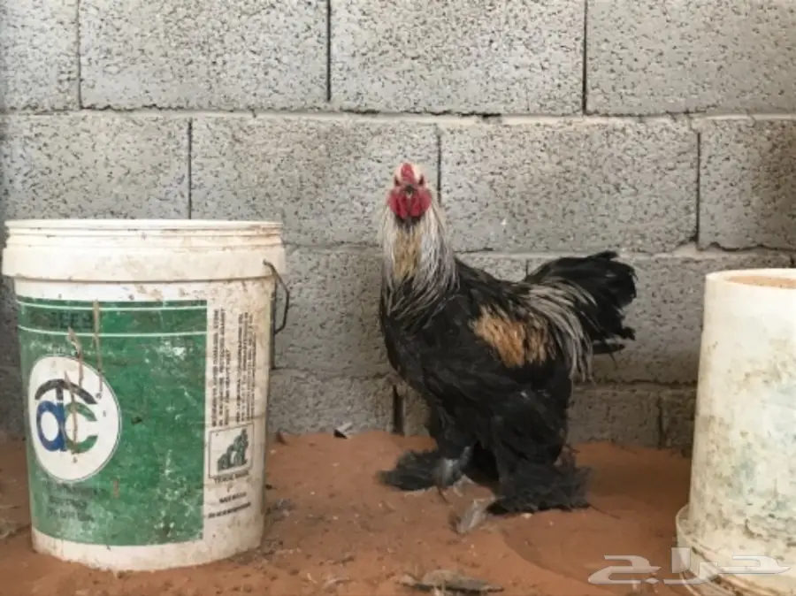 مشروع براهما للبيع (image 9)