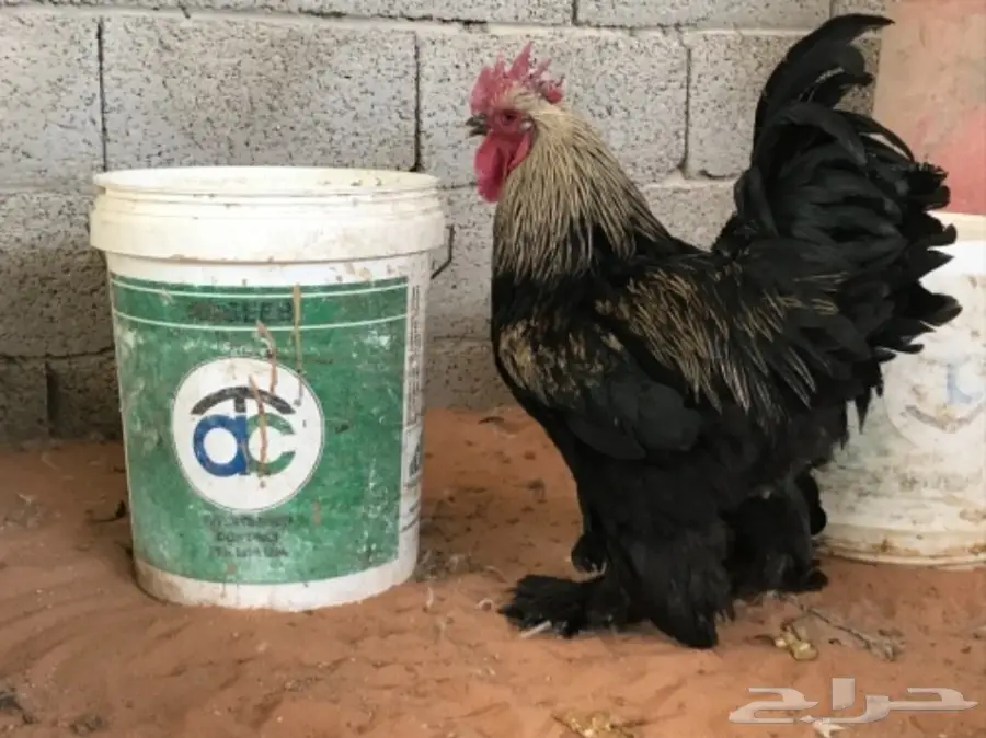 مشروع براهما للبيع (image 10)