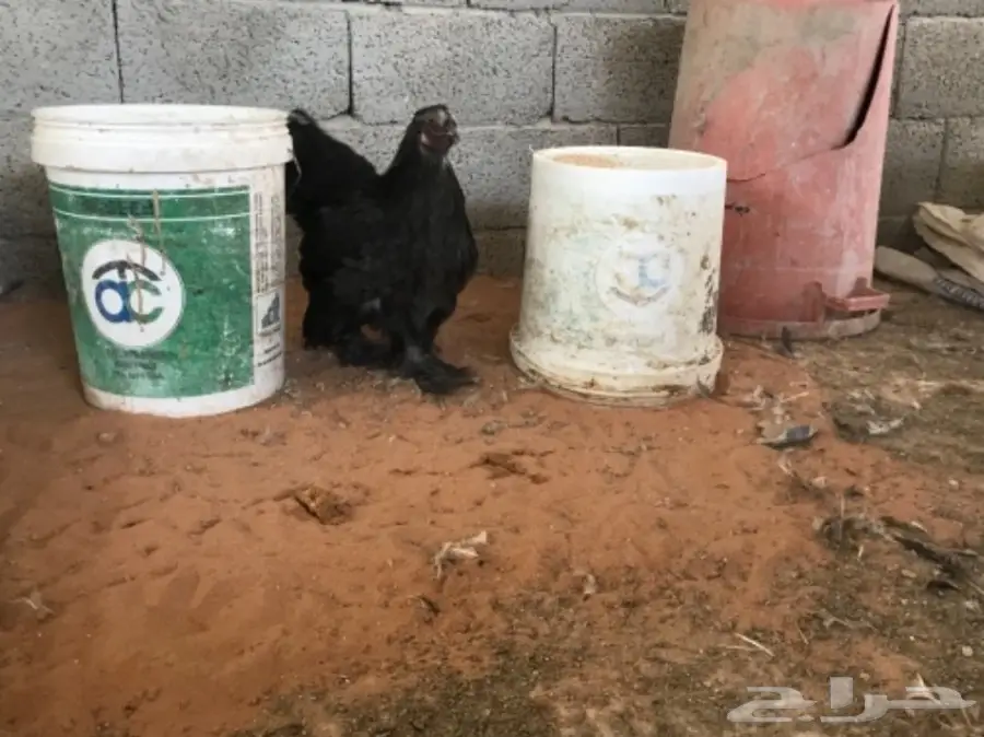 مشروع براهما للبيع (image 11)