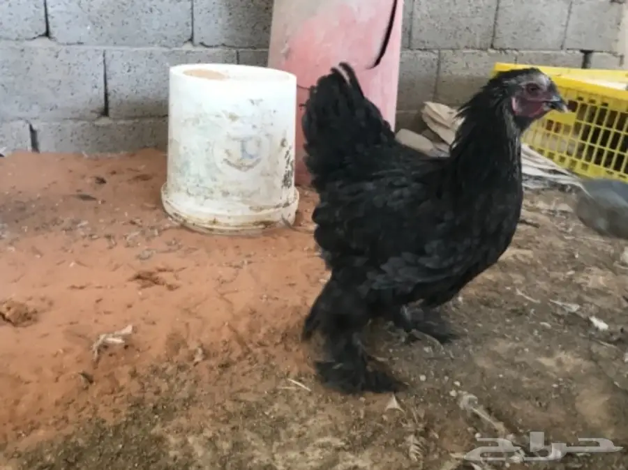 مشروع براهما للبيع (image 12)