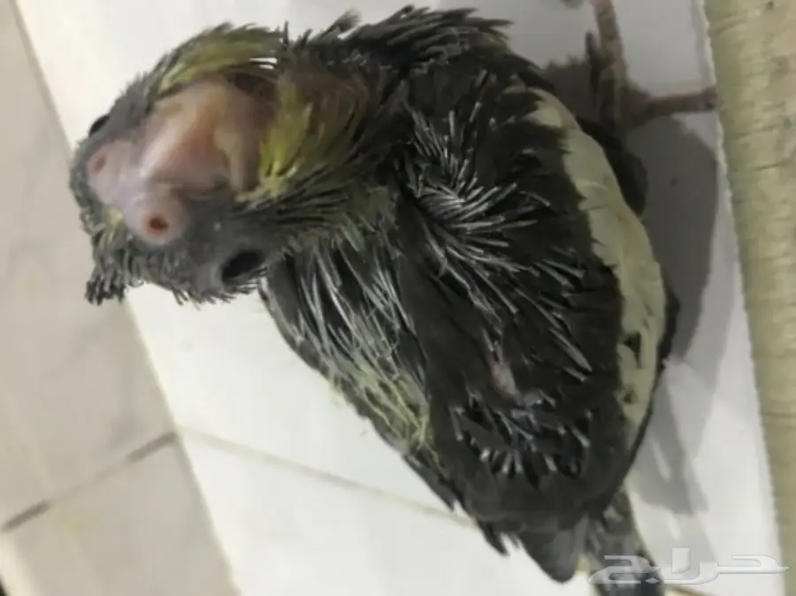 فرخ كروان غر