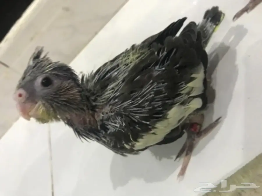 فرخ كروان غر (image 2)