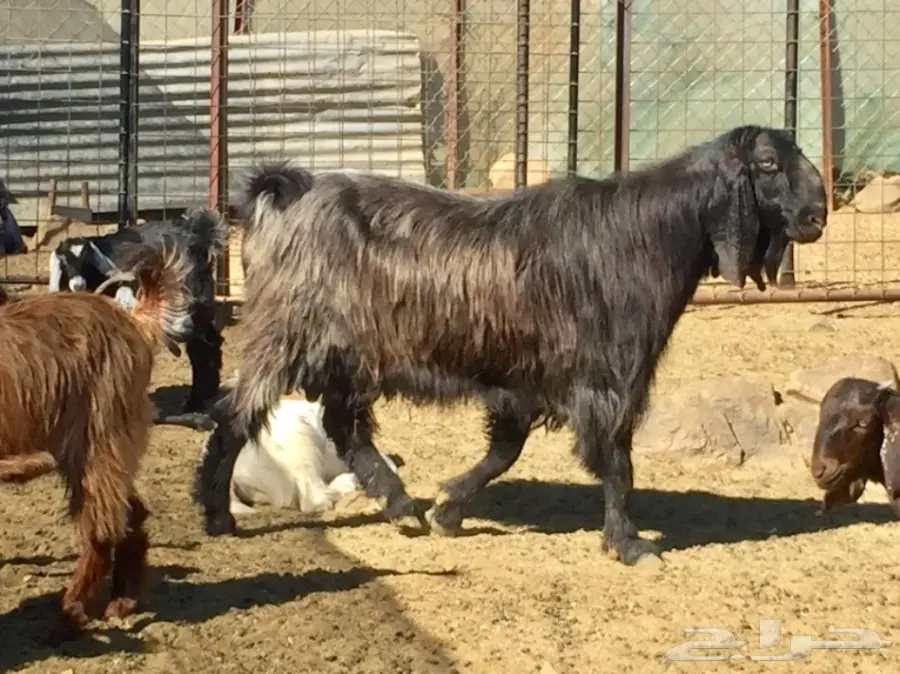 تيس جمل كروان مميز - فرصة لا تُفوّت!