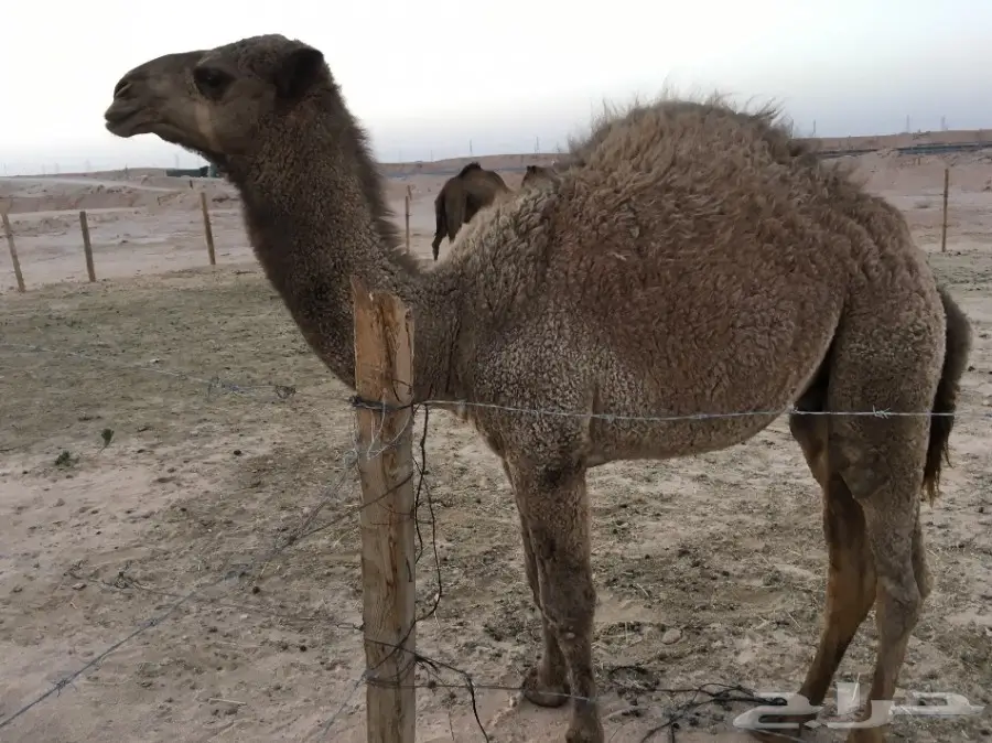 حاشي طيب بالحيل نظيف وسمين