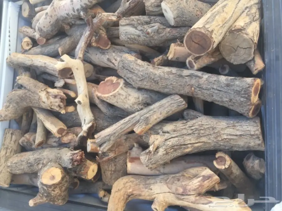 حطب سمر المدينة (image 6)