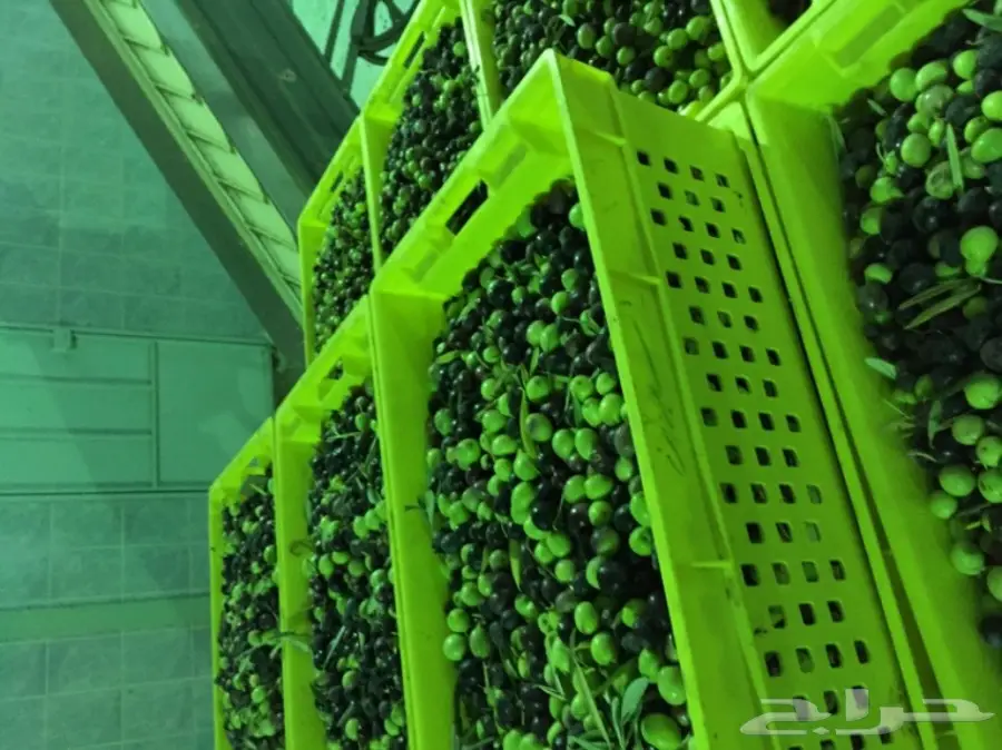 زيت زيتون  اصلي انتاج 15-4-1439
