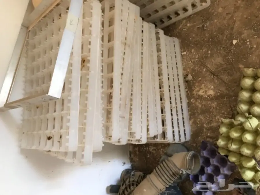 مفرخ فقاسة المحمدية - فرصة ذهبية! (image 4)