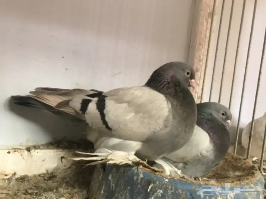 طبه صفاقي  (image 1)