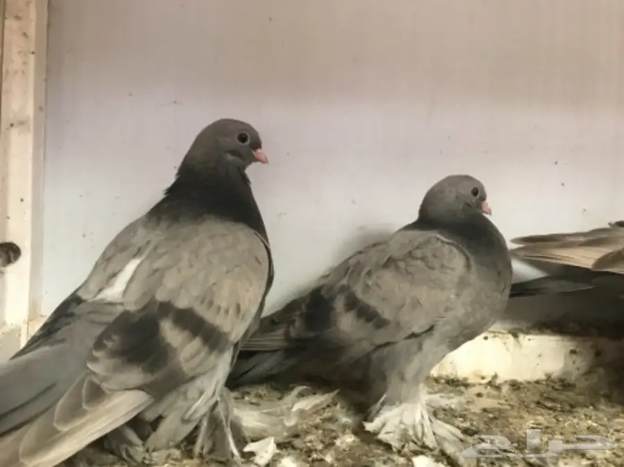 طبه صفاقي  (image 2)