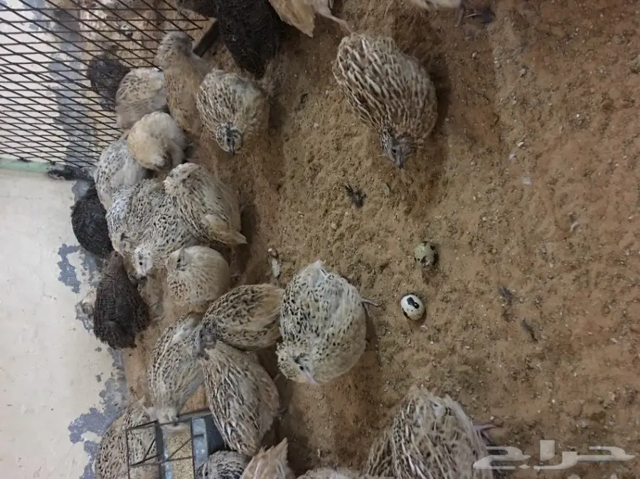 سمان كريمي منتج  (image 1)