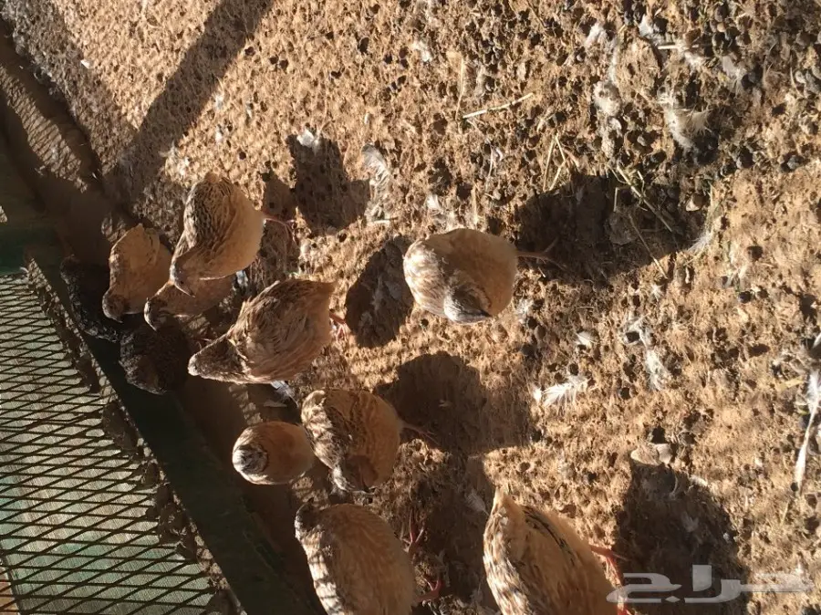 سمان كريمي منتج  (image 2)