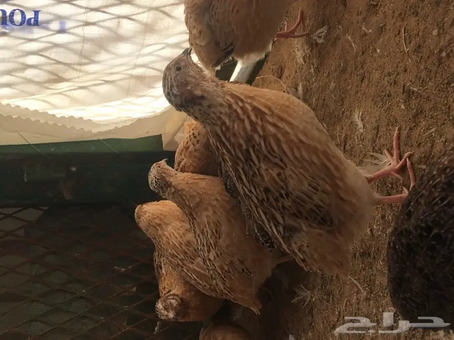 سمان كريمي منتج  (image 3)