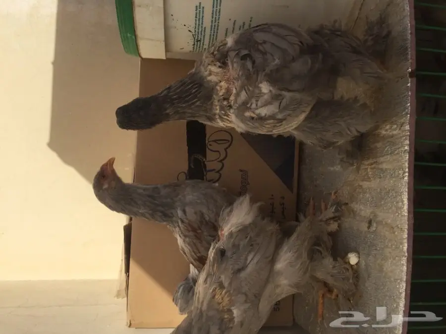 دجاج براهما للبيع 