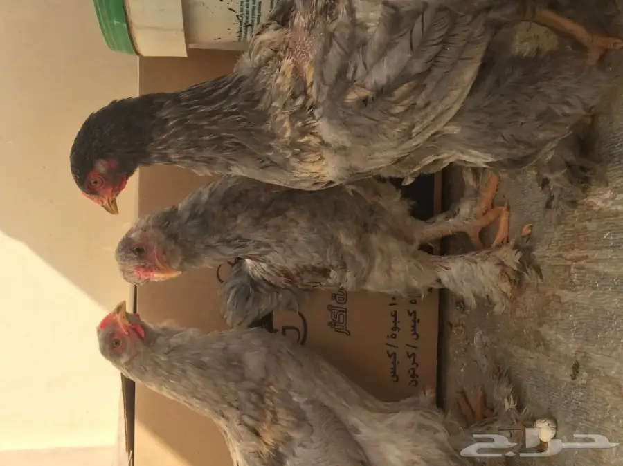 دجاج براهما للبيع  (image 1)