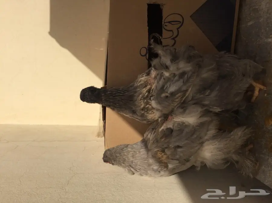دجاج براهما للبيع  (image 2)