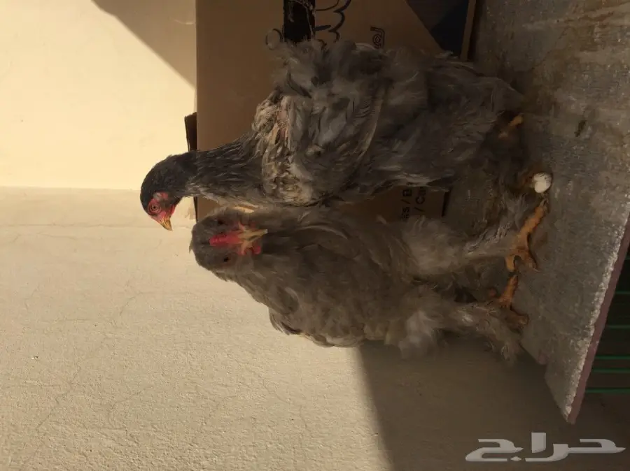 دجاج براهما للبيع  (image 3)