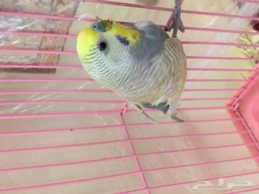 زوج بادجي (image 1)