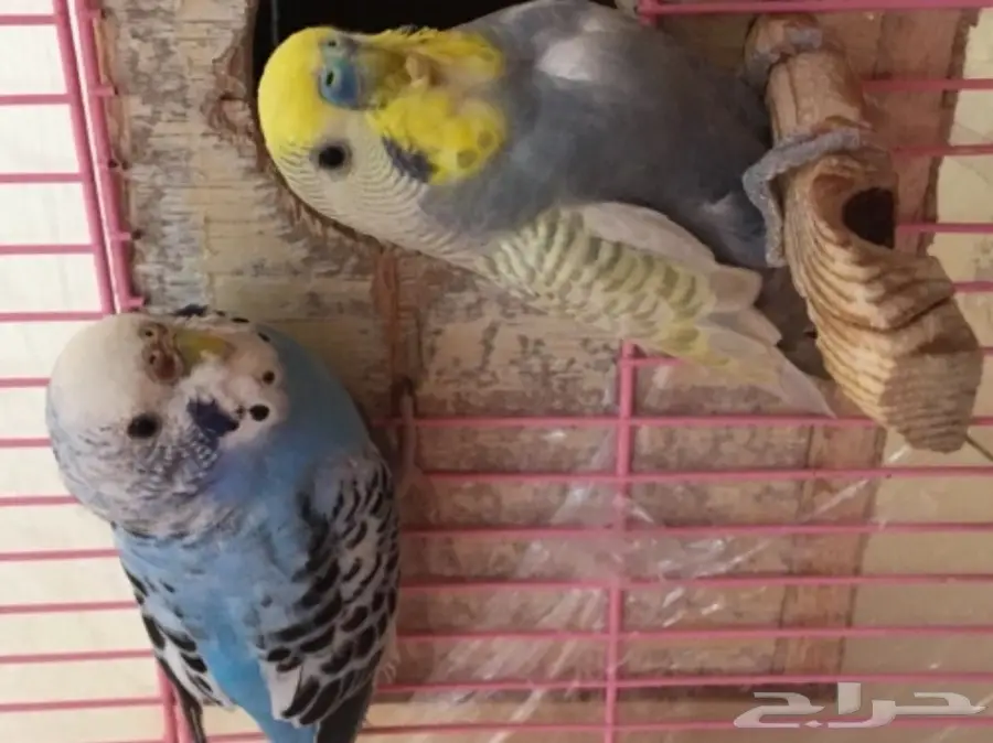 زوج بادجي (image 2)