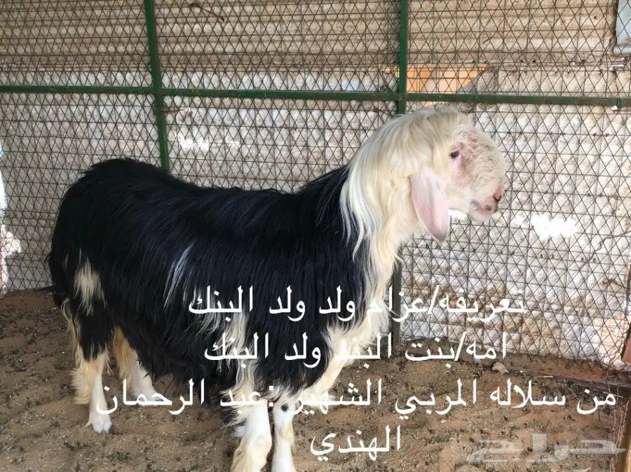 خروف نجدي خصم ومحاولاته طيبه