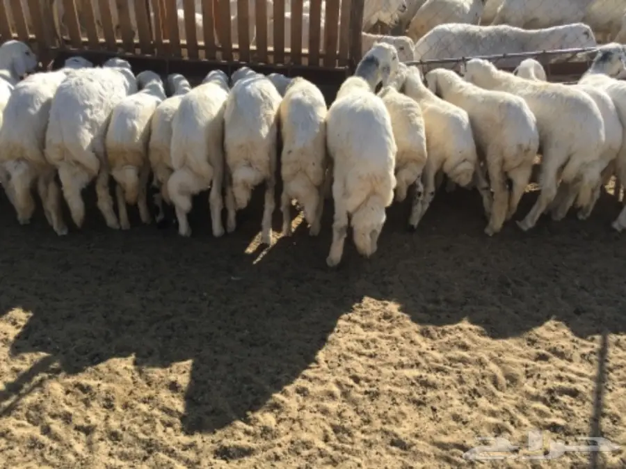 بهم كفو غنم شهران