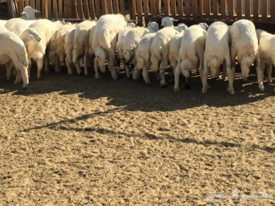 بهم كفو غنم شهران (image 1)