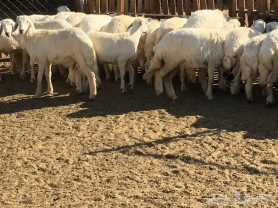 بهم كفو غنم شهران (image 2)