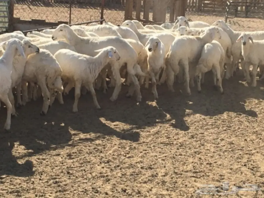 بهم كفو غنم شهران (image 3)