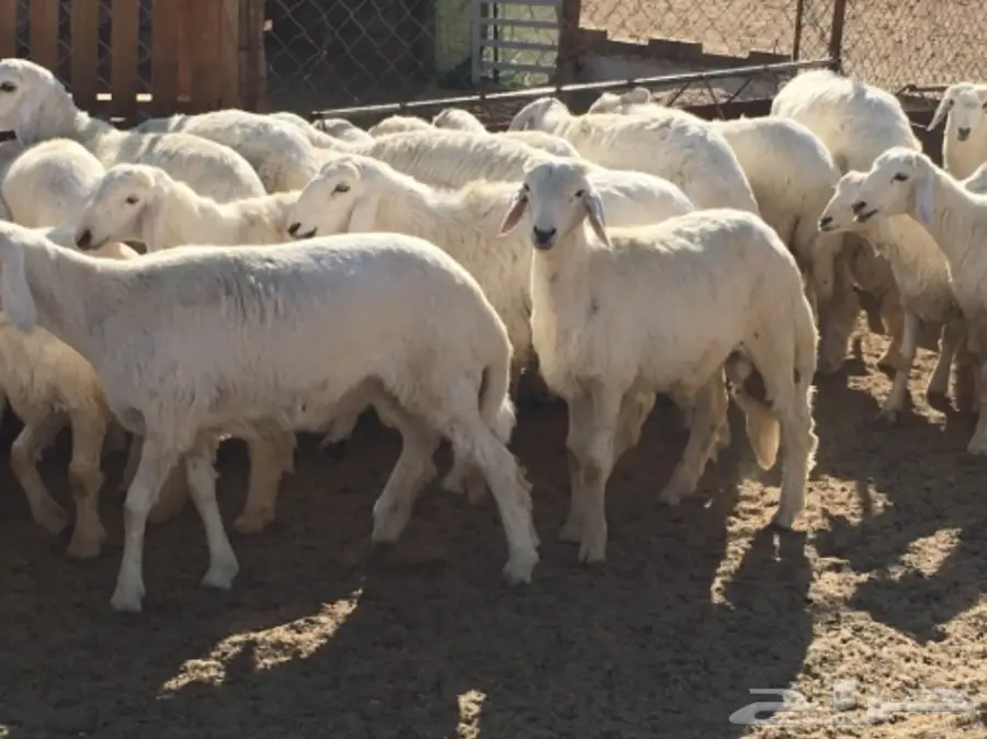 بهم كفو غنم شهران (image 4)