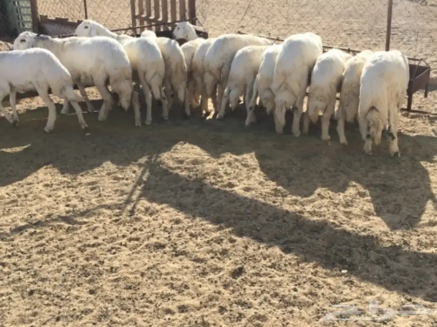 بهم كفو غنم شهران (image 5)