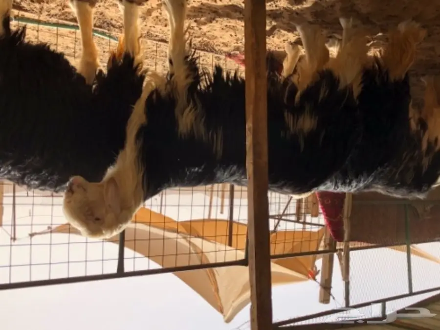 خروف نجدي خصم ومحاولاته طيبه (image 1)