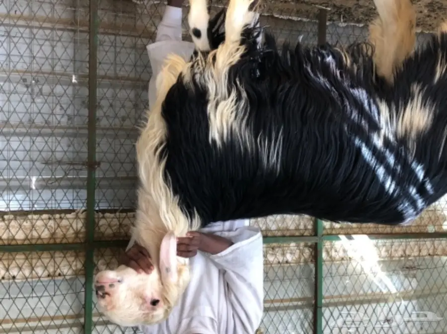 خروف نجدي خصم ومحاولاته طيبه (image 2)