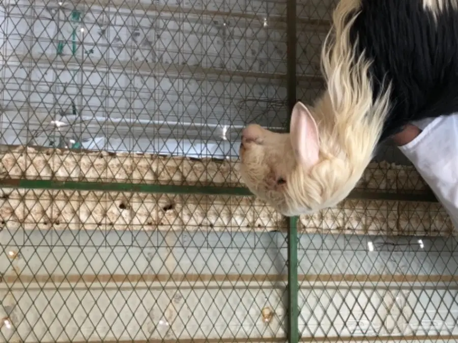 خروف نجدي خصم ومحاولاته طيبه (image 3)