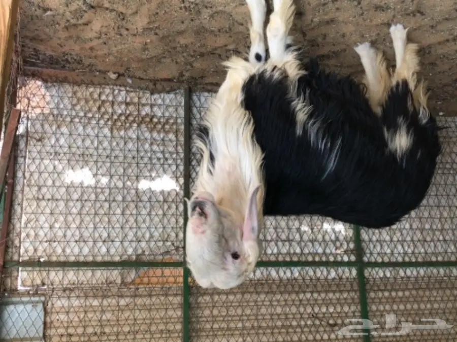 خروف نجدي خصم ومحاولاته طيبه (image 4)
