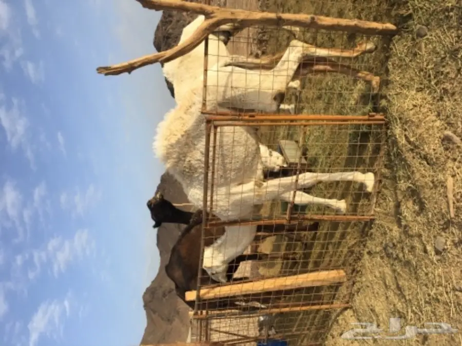 للبيع قعود مفرود في المدينة المنورة