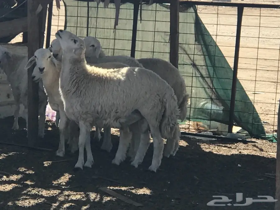 طليان جذعان كبار مفاطيح