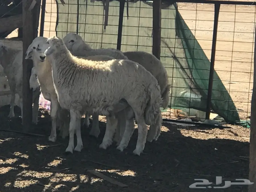 طليان جذعان كبار مفاطيح (image 1)